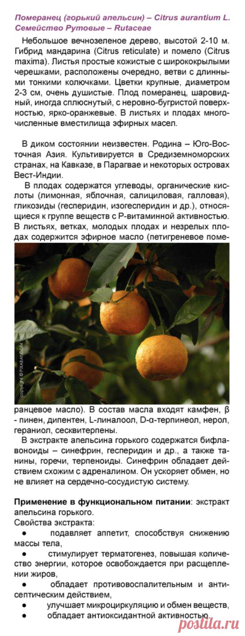 Апельсин горький (померанец) в функциональном питании