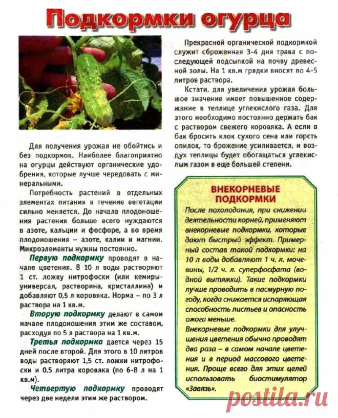 Подкормки огурца