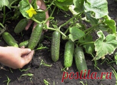 Правила по выращиванию огурцов

Никогда не сажать огурцы после огурцов да и после других тыквенных-бахчевых тоже. Севооборот изучаем.

Земля обрабатывается медным купоросом исходя из соотношений: 1 столовая ложка на ведро воды ;

подкармливаем огурцы суперфосфатом и калийной селитрой: 1 столовая ложка на квадратный метр;

глубоко перекапываем грядку перед высадкой рассады;

никогда не закапываем в эту грядку неперепревшие остатки растительности ибо на ней могут разрастись ...