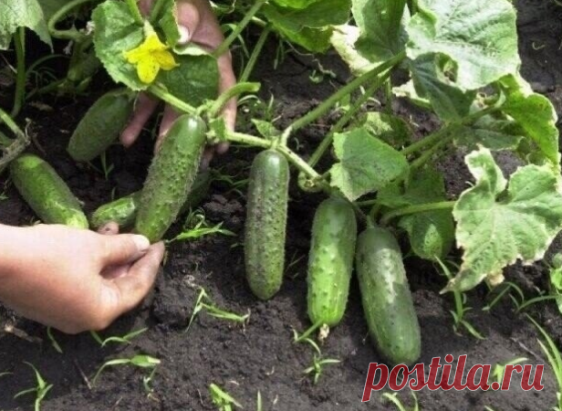 Правила по выращиванию огурцов

Никогда не сажать огурцы после огурцов да и после других тыквенных-бахчевых тоже. Севооборот изучаем.

Земля обрабатывается медным купоросом исходя из соотношений: 1 столовая ложка на ведро воды ;

подкармливаем огурцы суперфосфатом и калийной селитрой: 1 столовая ложка на квадратный метр;

глубоко перекапываем грядку перед высадкой рассады;

никогда не закапываем в эту грядку неперепревшие остатки растительности ибо на ней могут разрастись ...