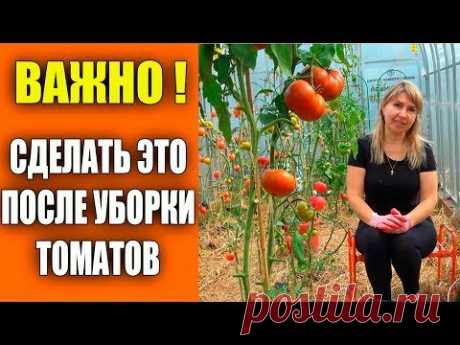 СРАЗУ СДЕЛАЙТЕ ЭТО ПОСЛЕ УБОРКИ ТОМАТОВ!