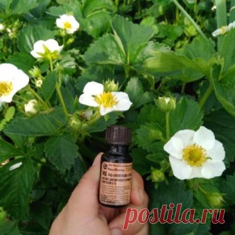 Йод и клубника: мифы и реальность! - МирТесен