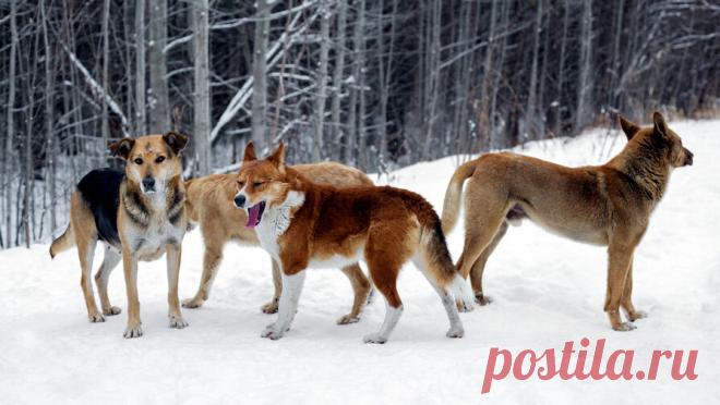 Младенца, которого мать бросила у туалета, всю ночь охраняла стая собак. В индийском городе Навадвип стая бродячих собак в течение ночи охраняла брошенного новорожденного мальчика, пока его не обнаружили и не спасли местные жители, пишет The Times of India. Ночью жители слышали детский плач, но большинство ...