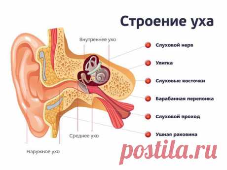 Интересный факт об ушах👂  / Экстремальный досуг