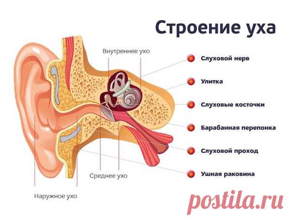 Интересный факт об ушах👂  / Экстремальный досуг