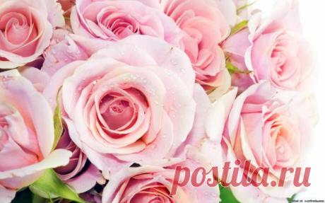 Картинки розы фиолетовые - Розы цветы картинки - Фото мир природы