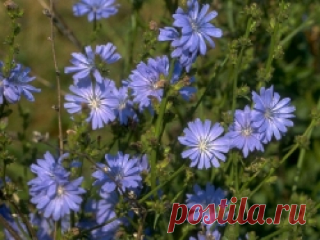 Боль сдается цикорию - Личный опыт - Архив Вестника ЗОЖ - Газета Вестник ЗОЖ. Народная медицина. Народные рецепты