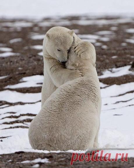 belles images animaux - Page 30