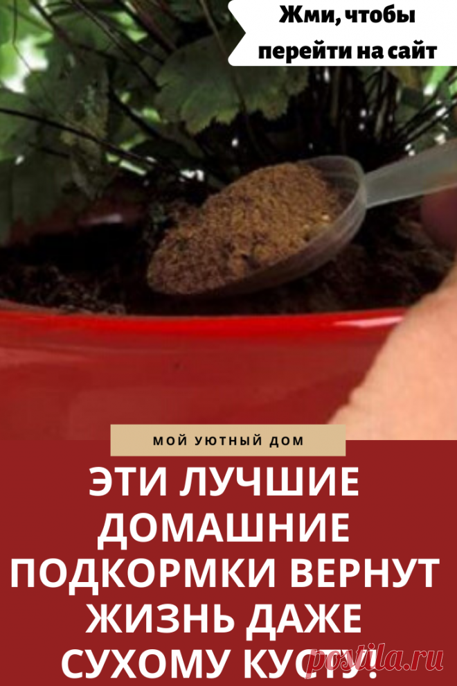 Лучшие домашние подкормки для растений