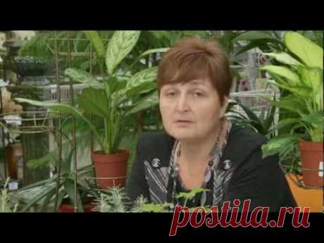 Какие цветы не нужно держать дома. Цветы в доме. Выпуск 2