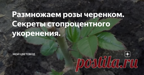Размножаем розы черенком. Секреты стопроцентного укоренения. Начиная с июня и заканчивая сентябрем можно размножать розы с помощью черенка.
ВЫБИРАЕМ ВЕТОЧКИ НА КОТОРЫХ ОТЦВЕЛИ ИЛИ УЖЕ ОТЦВЕТАЮТ РОЗЫ. Такая веточка уже созрела и готова к укореннению. Отрезаем веточку с 3-4 почками. Удаляем бутон.
У меня черенок с 4 почками. На двух нижних почках отрезаю листья. На верхних оставляю по паре нижних и укорачиваю их пополам.
Делаем правильные срезы. На верхушке с