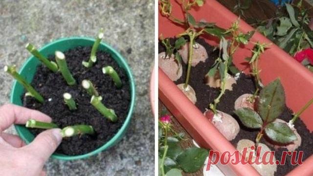 Размножение роз черенками: подробная инструкция