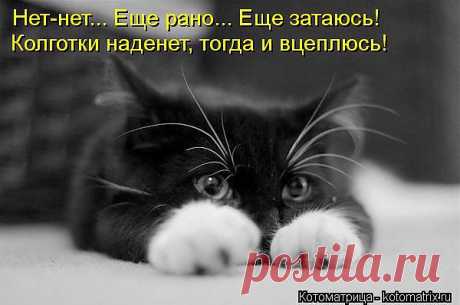Котоматрица: Лучшие за август 2012