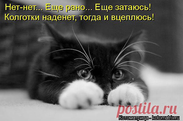 Котоматрица: Лучшие за август 2012