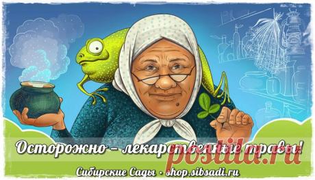 Противопоказания при лечении травами