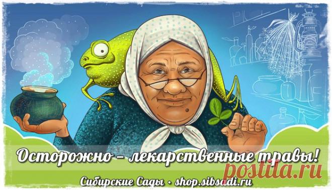 Противопоказания при лечении травами