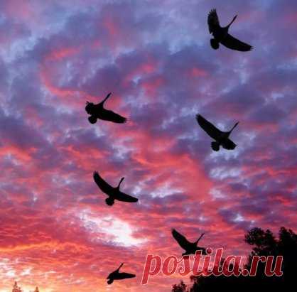 Журавли на закате ...