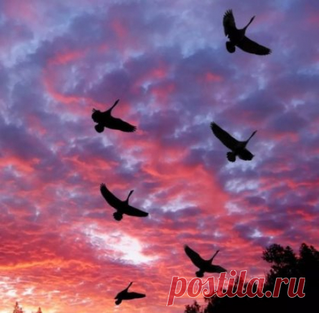 Журавли на закате ...
