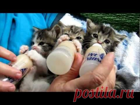 Baby Kittens All Settled for the Long Awaited Bottles