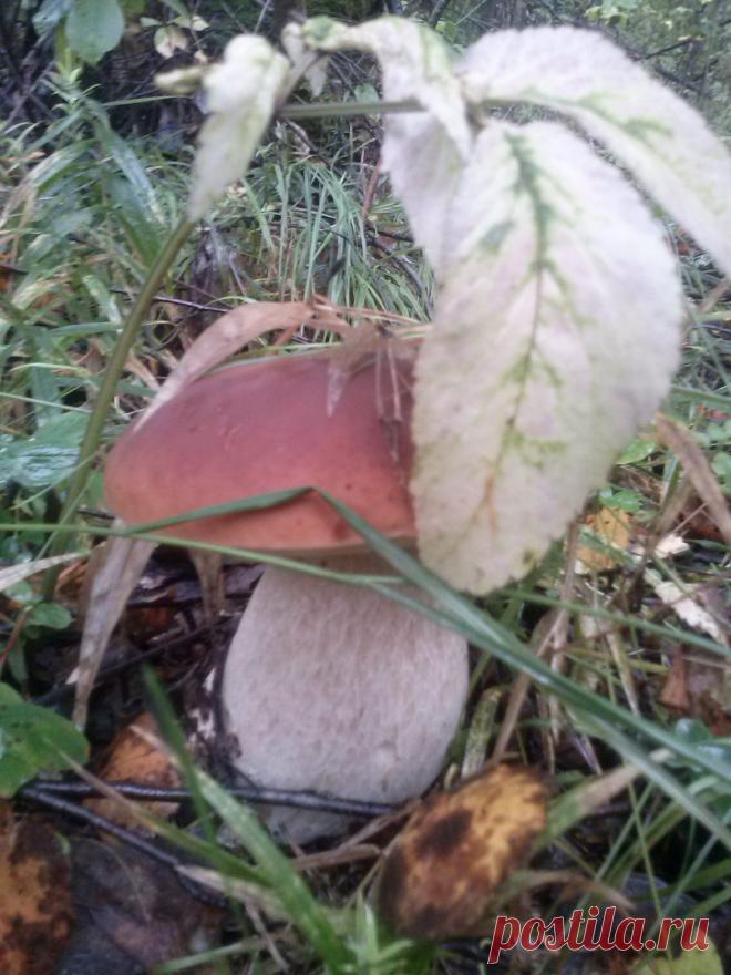 Белый брат близнец!