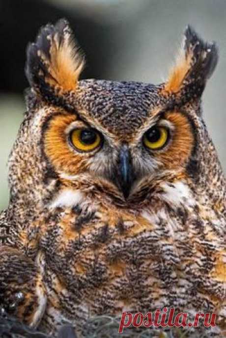 Great horned owl (Order: Strigiformes; Family: Strigidae)                                                                                                                                                     More