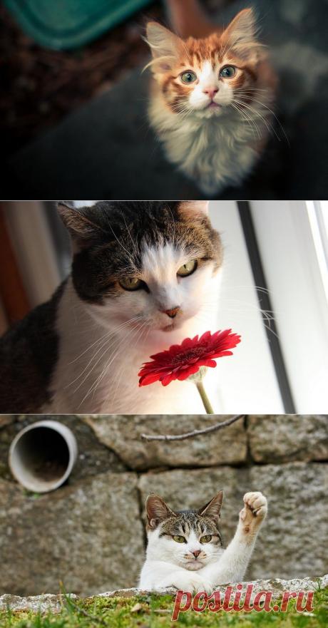 Обои на раб. стол - Кошки, котики, котята.