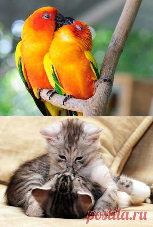 Очаровательные животные, которые не боятся проявлять свою любовь / Питомцы