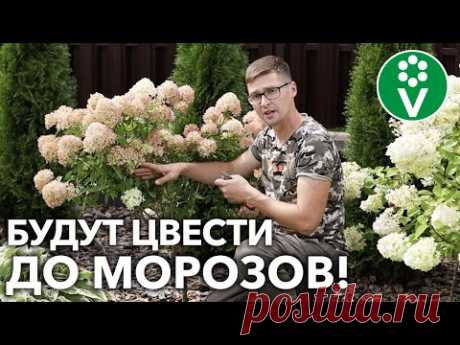 ГОРТЕНЗИИ БУДУТ ЦВЕСТИ ШАПКАМИ, если сделаете ТАК в конце лета!