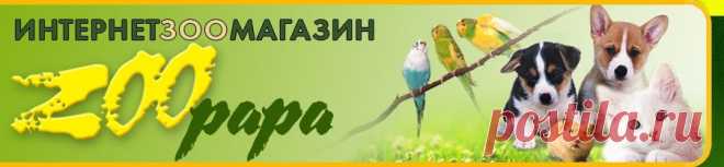 Интернет зоомагазин Zoopapa
 магазин зоотоваров Киев