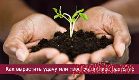 ОЧЕНЬ ПРОСТО ОПРЕДЕЛИТЬ СВОЁ СЧАСТЛИВОЕ РАСТЕНИЕ И ВЫРАСТИТЬ УДАЧУ!