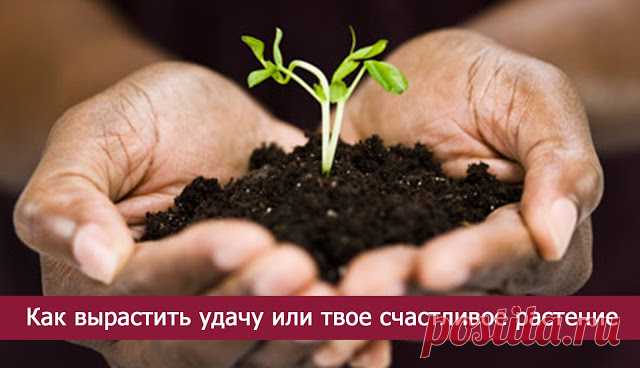ОЧЕНЬ ПРОСТО ОПРЕДЕЛИТЬ СВОЁ СЧАСТЛИВОЕ РАСТЕНИЕ И ВЫРАСТИТЬ УДАЧУ!