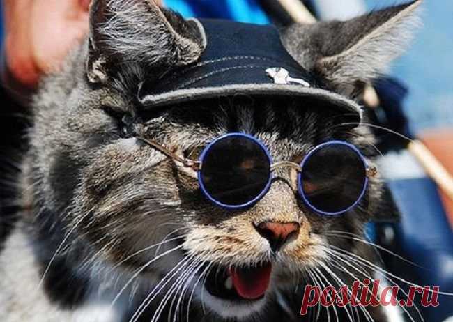 23 снимка, которые доказывают, что крутости котов нет предела / Питомцы