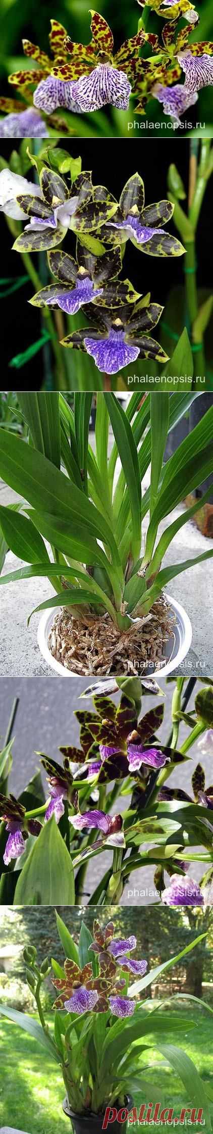 Зигопеталум или Zygopetalum как ухаживать в домашних условиях - "Phalaenopsis"