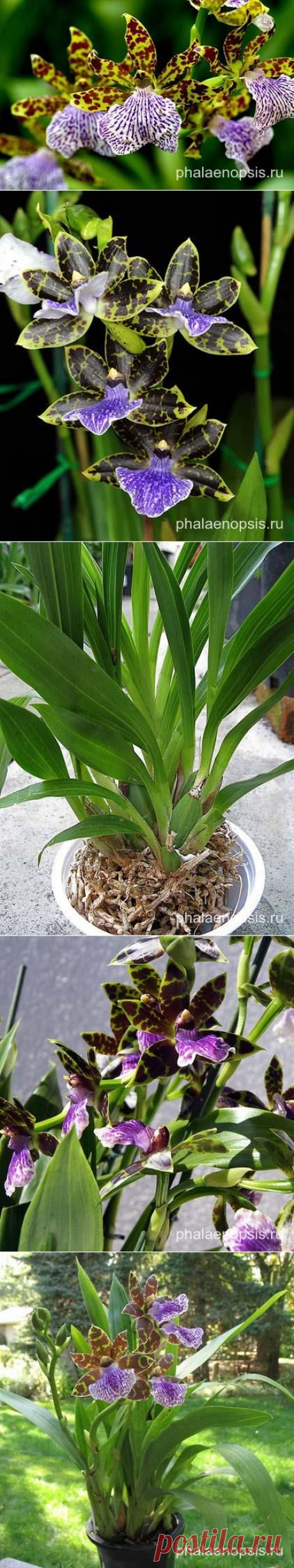 Зигопеталум или Zygopetalum как ухаживать в домашних условиях - &quot;Phalaenopsis&quot;
