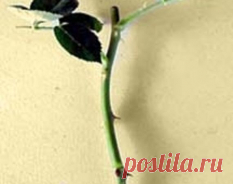 ვარდი -&gt; თბილისის ფორუმი