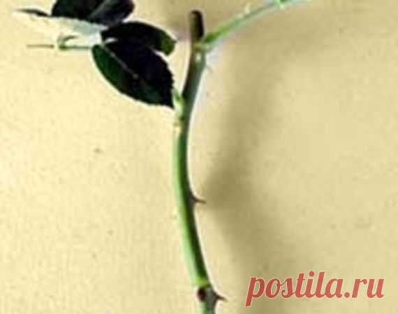 ვარდი -> თბილისის ფორუმი