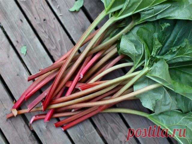 Что приготовить из ревеня - 12 рецептов простых и вкусных сладких блюд