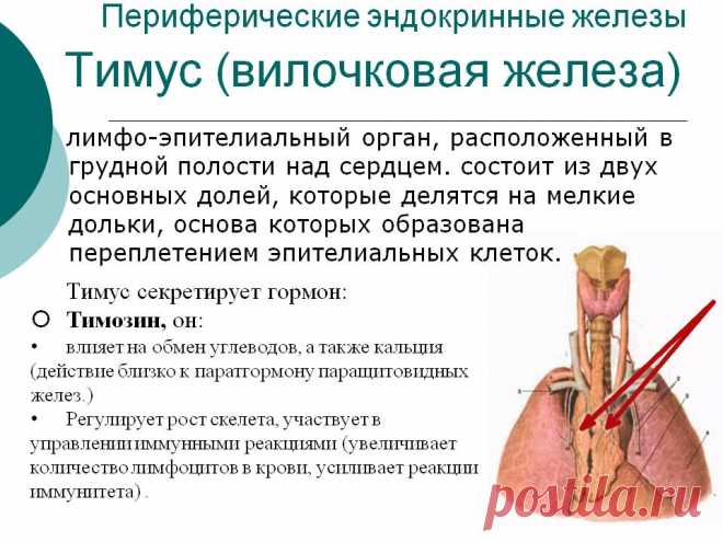 Рак вилочковой железы (тимус)