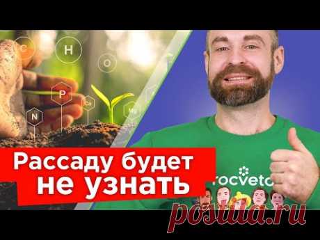 РАССАДА СТАНЕТ ИЗУМРУДНО-ЗЕЛЕНОЙ, ТОЛСТОЙ И КРЕПКОЙ! Чего не хватает перцам и томатам?