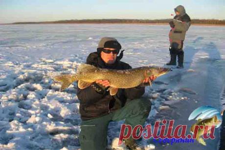 Ловля щуки в феврале Зубастые щуки водятся на многих водоемах нашей страны, а потому ее ловят многие рыболовы, причем охотятся именно на щуку. Ловля зубастой в феврале месяце практически не отличается от других зимних …