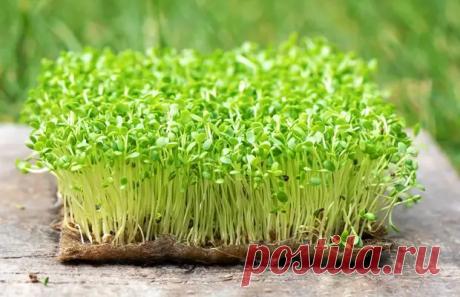 Как вырастить микрозелень в домашних условиях: 6 способов - Квартира, дом, дача - 14 февраля - 43624373078 - Медиаплатформа МирТесен