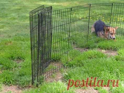 22 собаки, чья глупость рассмешит до слёз / Питомцы