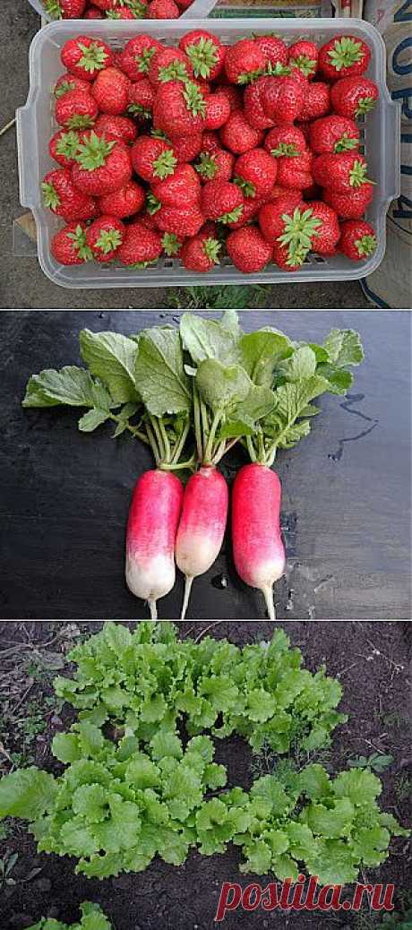 Три урожая за сезон с одной грядки в Сибири

Примером чередования культур на одном месте за короткое сибирское лето может послужить, такой вариант – клубника, редиска, салат.