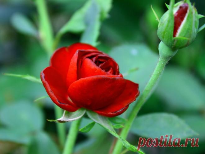 Картинки роза, красная, тёмная - обои 1024x768, картинка №82768