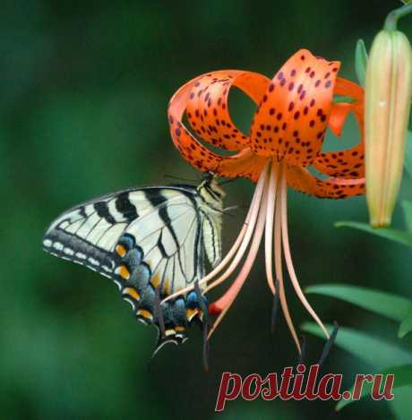 хх