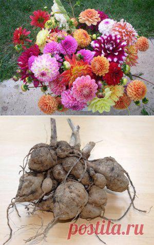 Как сохранить клубни георгин в городской квартире | Для дачников.ру