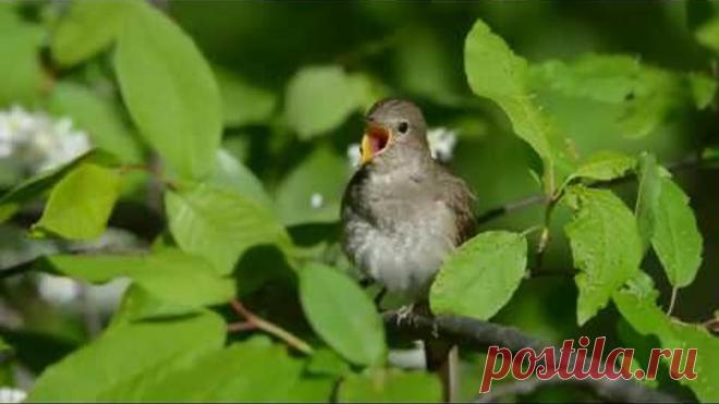 Как красиво поет соловей!