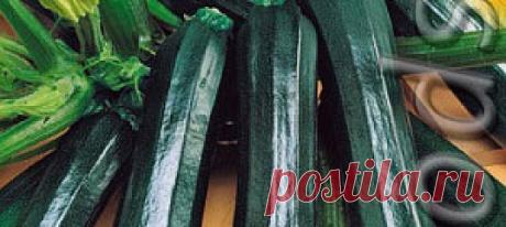 Кабачок цуккини Касатка ®, 2 г Новый, высокоурожайный раннеспелый сорт, период от всходов до начала сбора плодов 42-45 дней. Растения полуплетистые. Урожайность 7-8 кг/м 2 . Плоды ц...