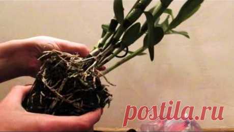 Орхидея Дендробиум (Dendrobium) после покупки. Достаем из горшка. Корни.
