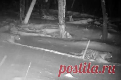 В ЕАО тигрица прошла по тропе вместе с недовольными детенышами и попала на видео. В Еврейской автономной области (ЕАО) тигрица по кличке Светлая в третий раз стала матерью. У нее появились два детеныша, которые попали на фотоловушку. В коротком ролике видно, как в темное время тигрица идет по заснеженной тропе среди леса. В какой-то момент слышно недовольное «ворчание» тигрят.